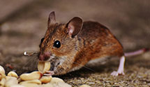 24 Hour & Emergency Exterminators in Coppell, TX